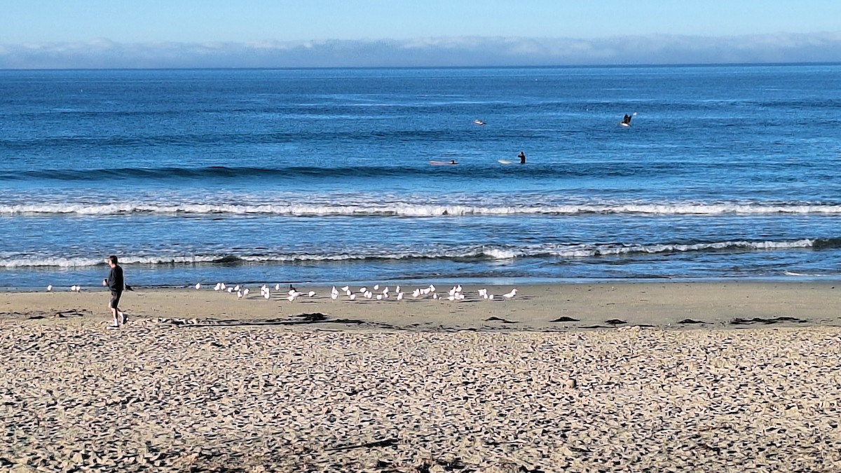 Royal Tern - ML646088947