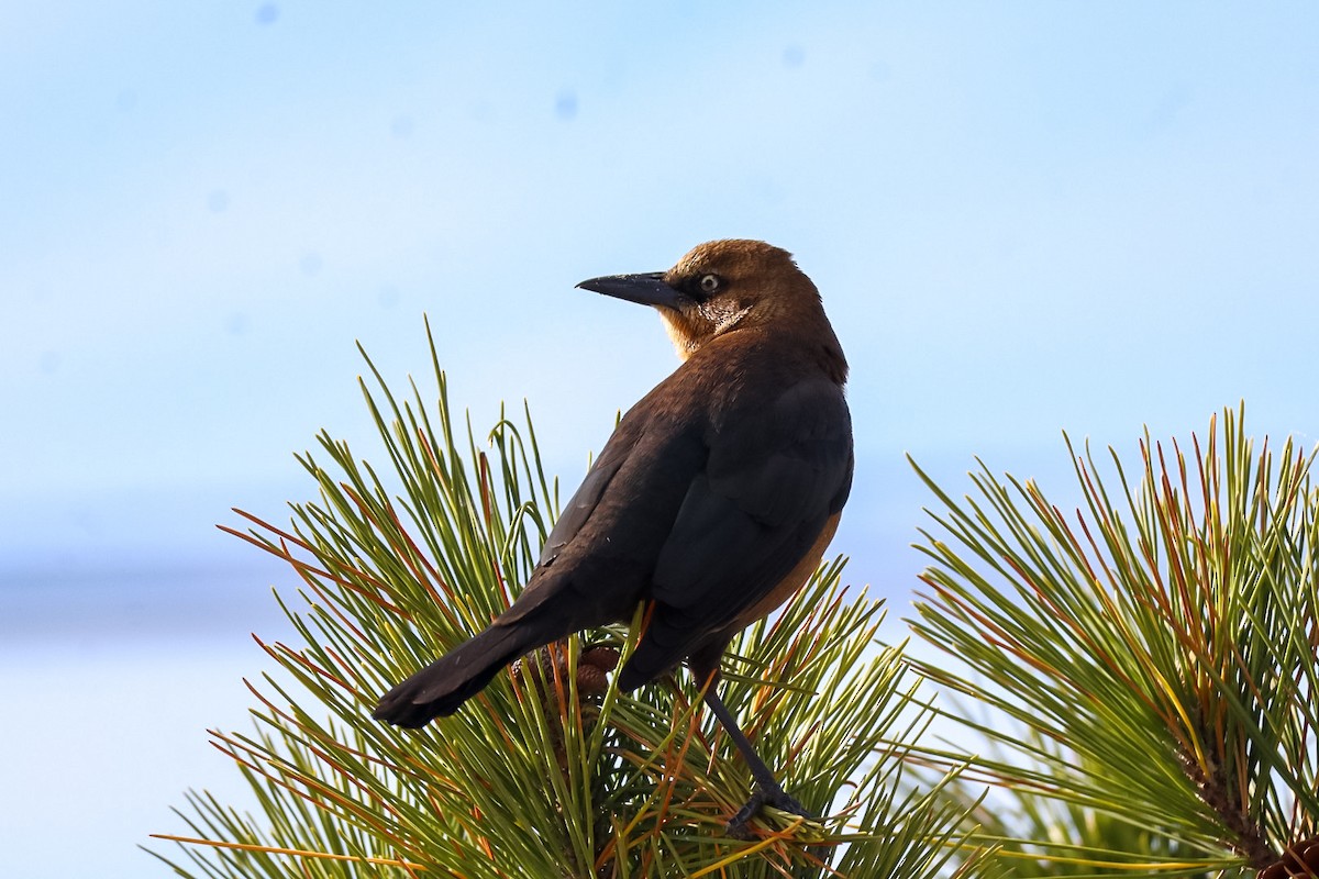 Boat-tailed Grackle - ML646088948