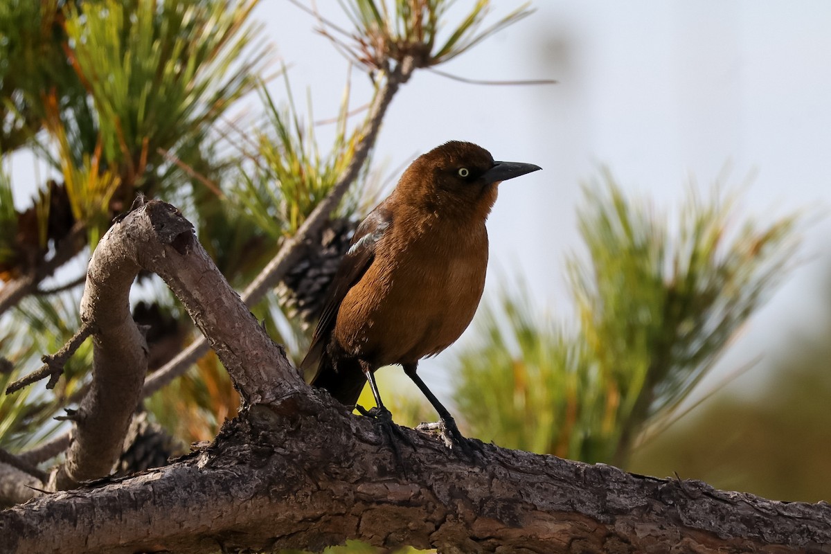 Boat-tailed Grackle - ML646088949