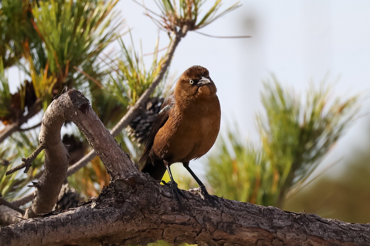 Boat-tailed Grackle - ML646088950