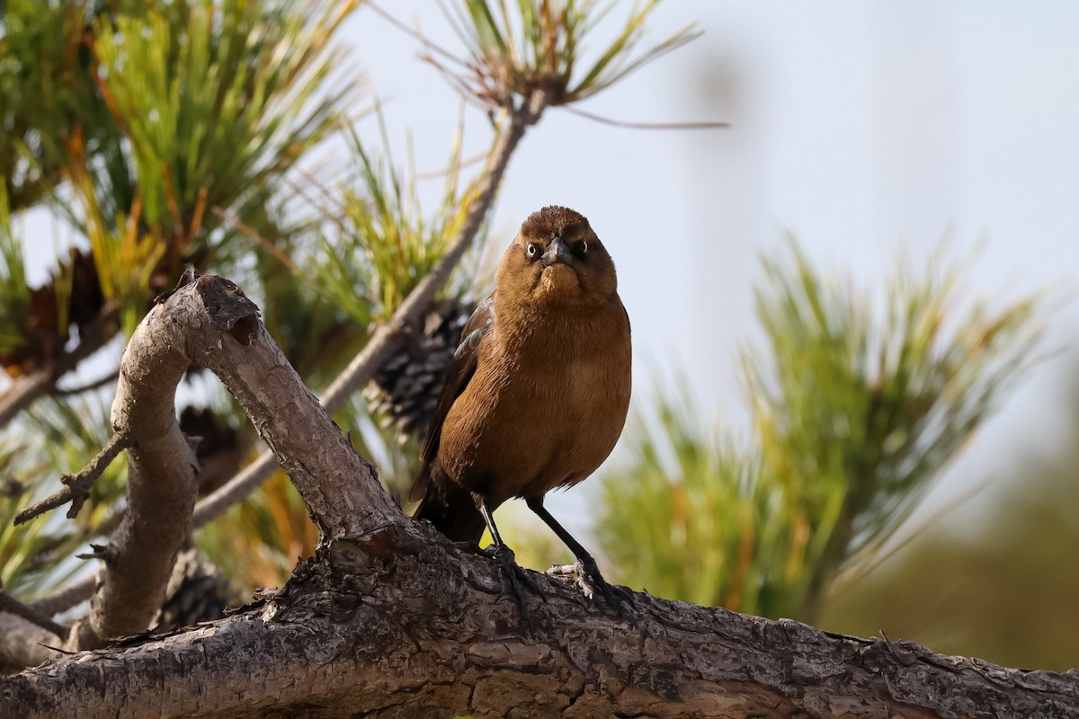 Boat-tailed Grackle - ML646088951