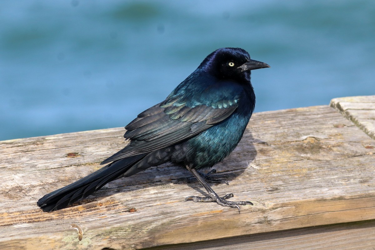 Boat-tailed Grackle - ML646088952