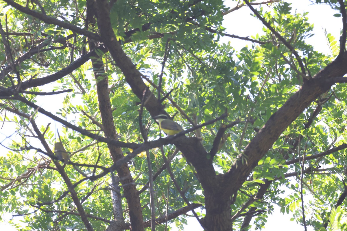 Пітанга-великодзьоб - ML646088956