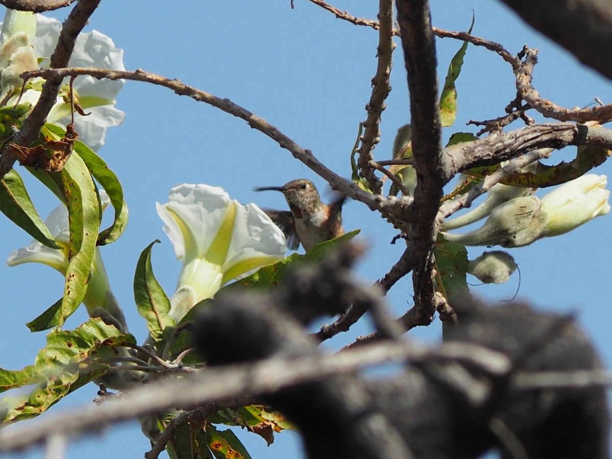 Rufous Hummingbird - ML646088957