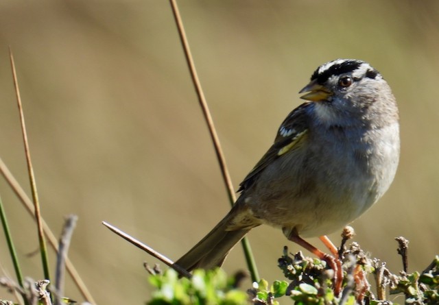 White-crowned Sparrow (Yellow-billed) - ML646088958