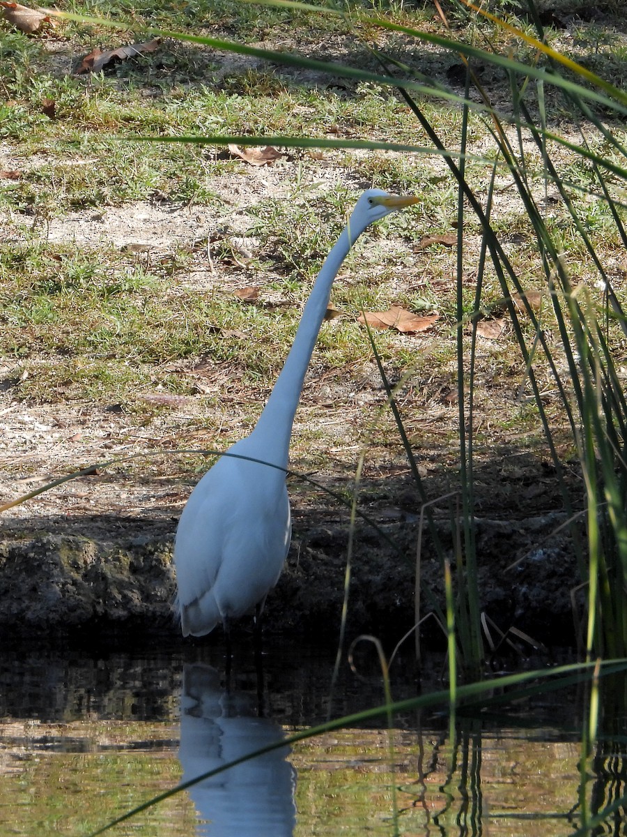 Great Egret - ML646088959