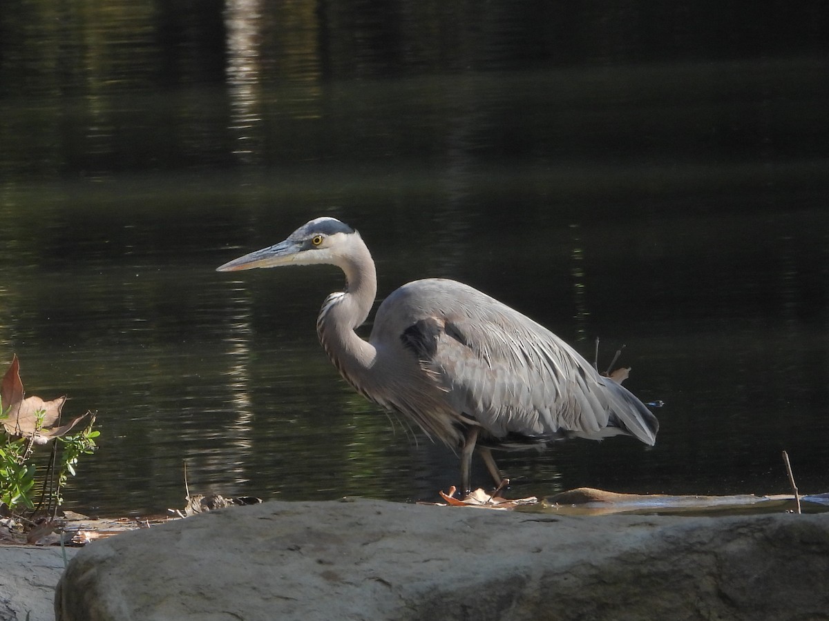 Koartza hauskara amerikarra - ML646088962