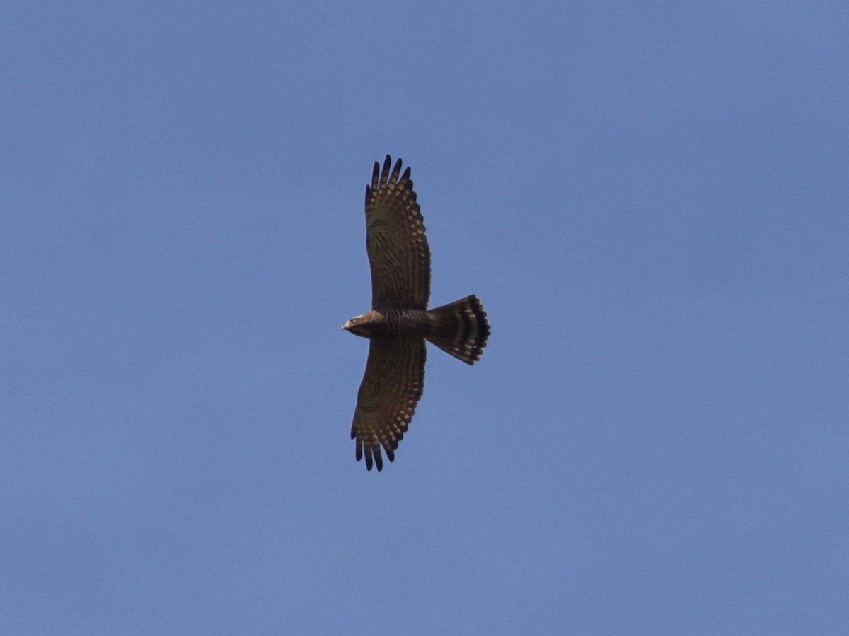 Gray-faced Buzzard - ML646088963