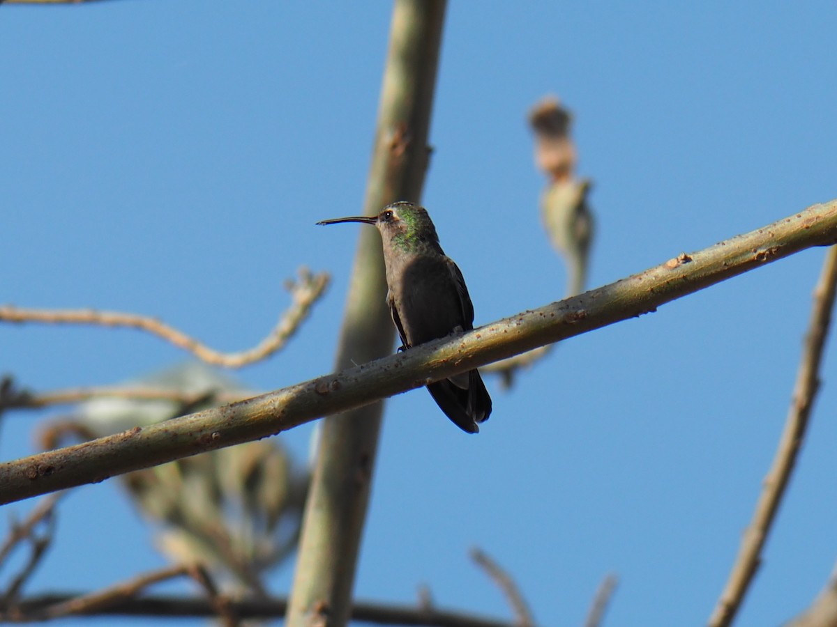 Dusky Hummingbird - ML646088965