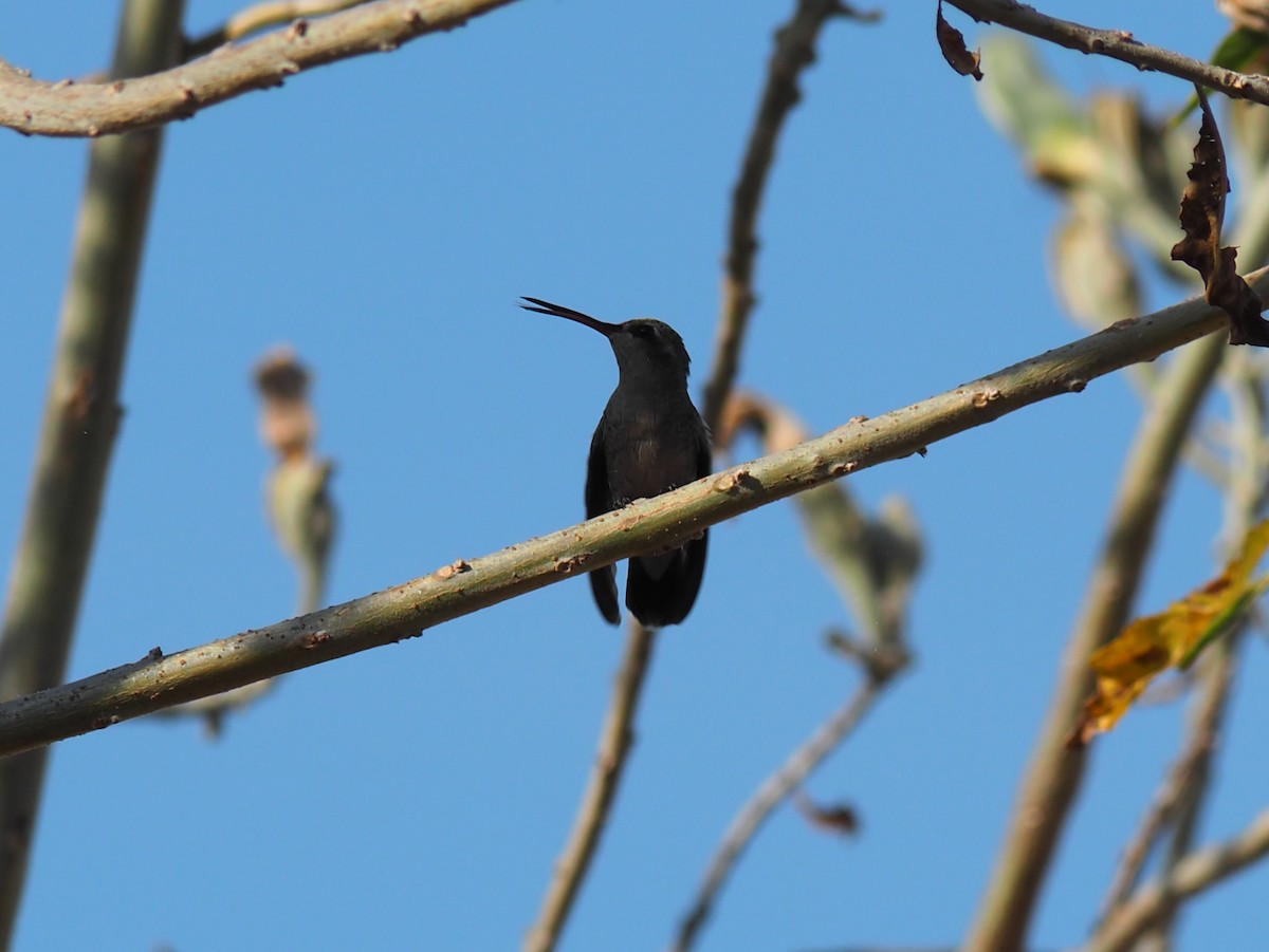 Dusky Hummingbird - ML646088966