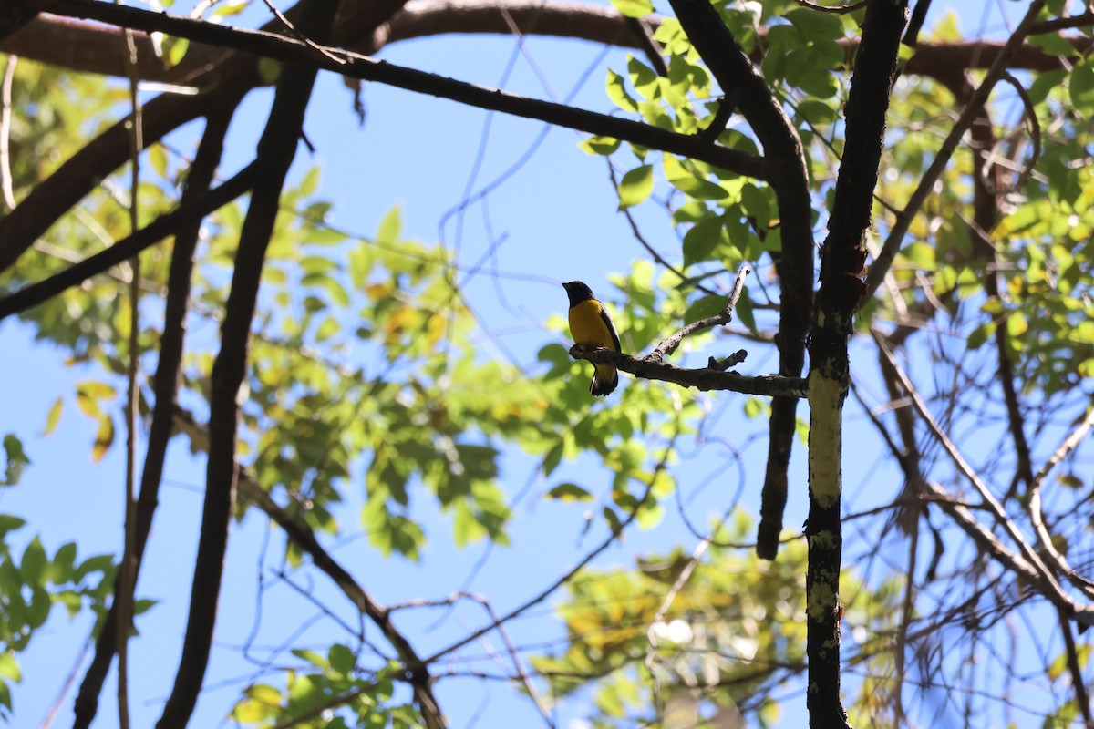 Çalılık Öfonyası - ML646088969