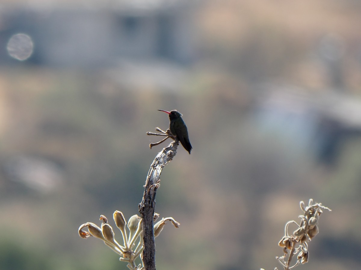 Broad-billed Hummingbird - ML646088975