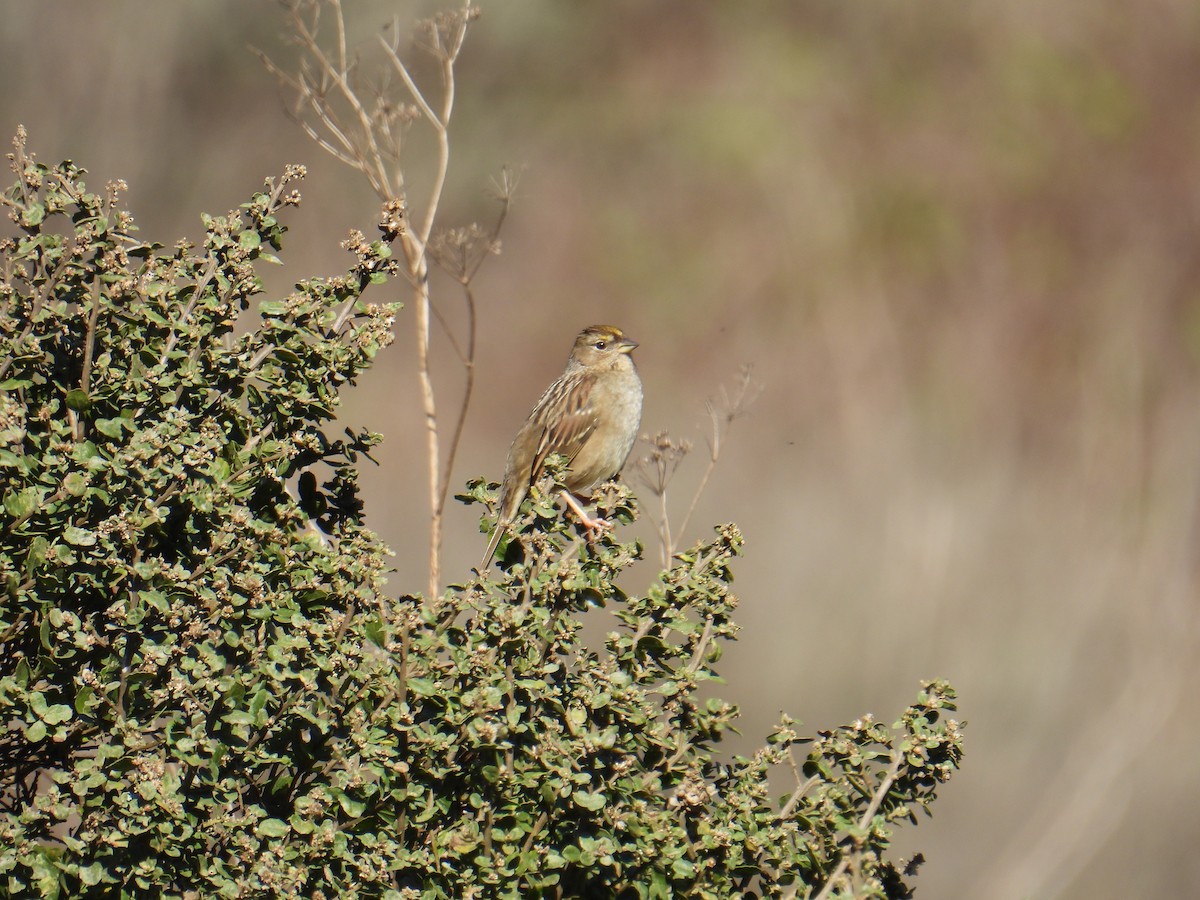 Golden-crowned Sparrow - ML646088977