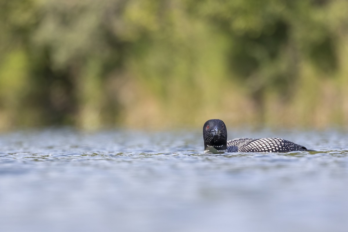 Eistaucher - ML646088983