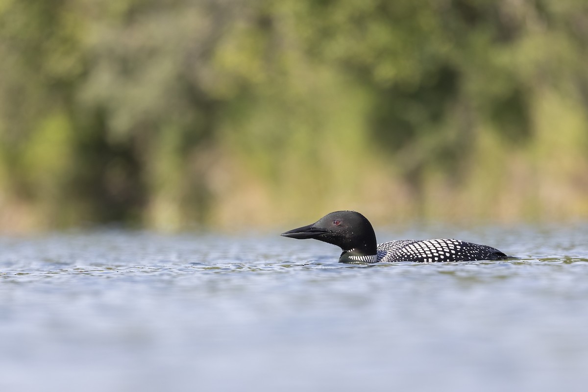 Eistaucher - ML646088984