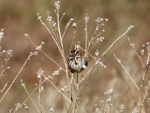 Song Sparrow - ML646088985