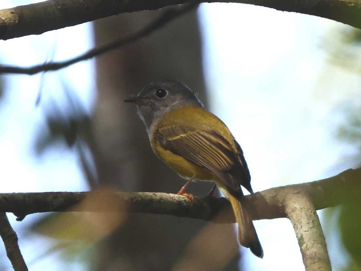 Gray-headed Canary-Flycatcher - ML646088992