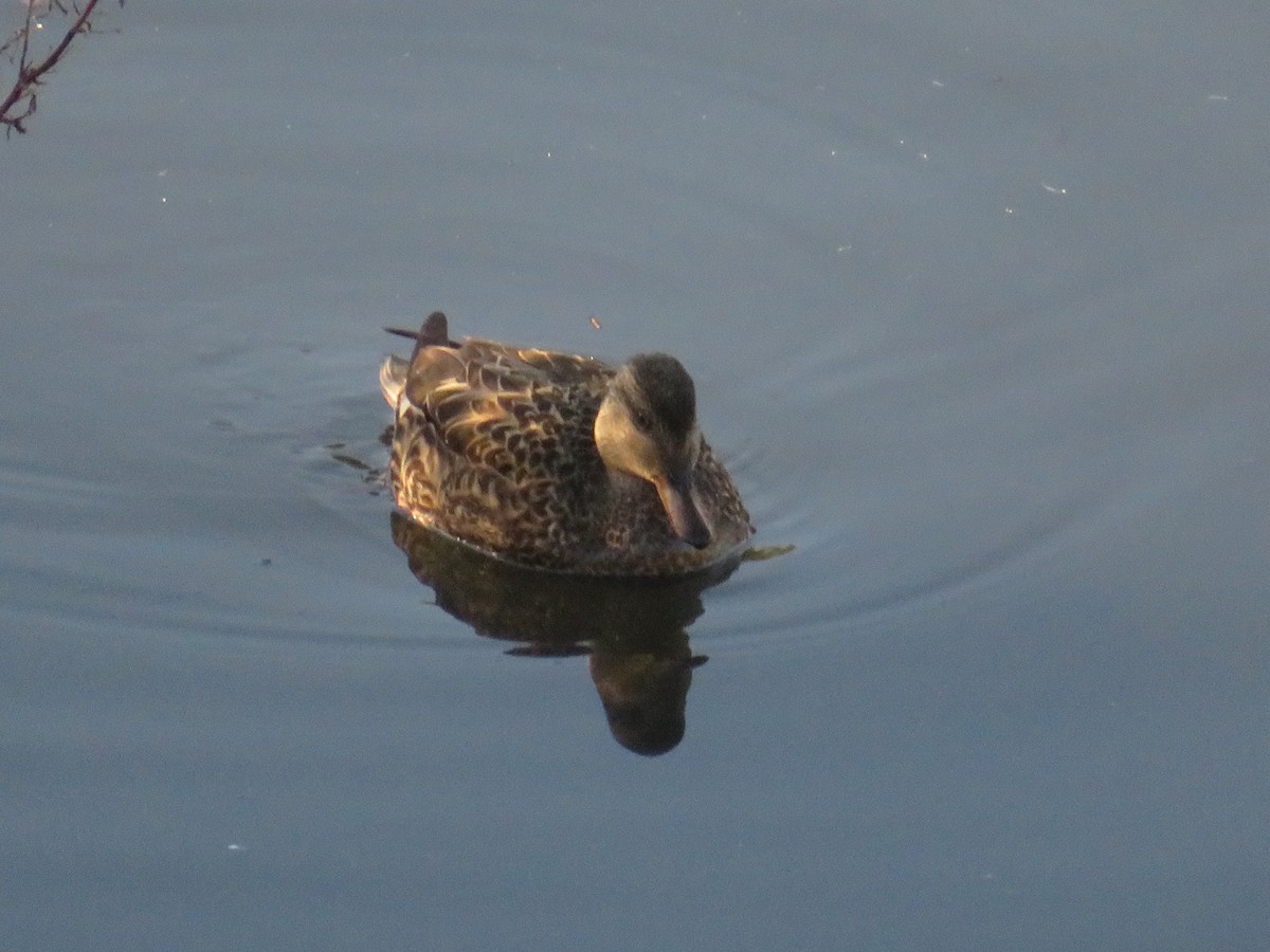 赤膀鴨 - ML646088999