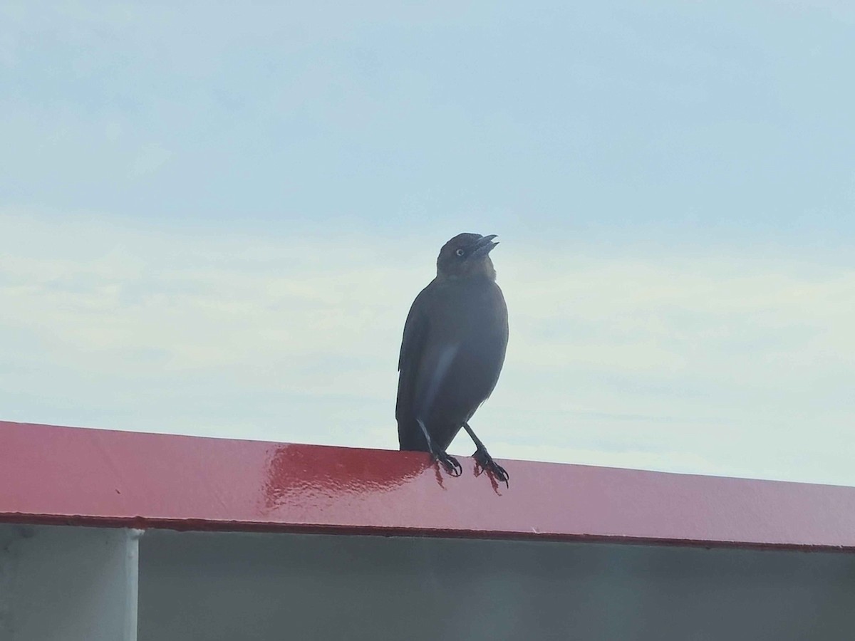 Great-tailed Grackle - ML646089000