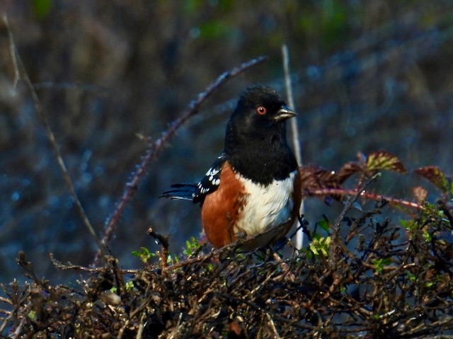 Spotted Towhee - ML646089001
