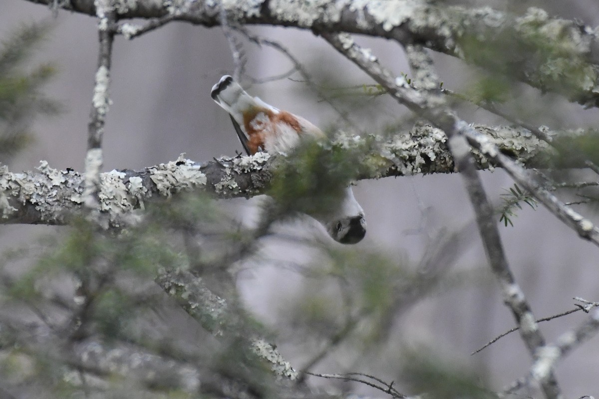 Sittelle à poitrine blanche (carolinensis) - ML646089004