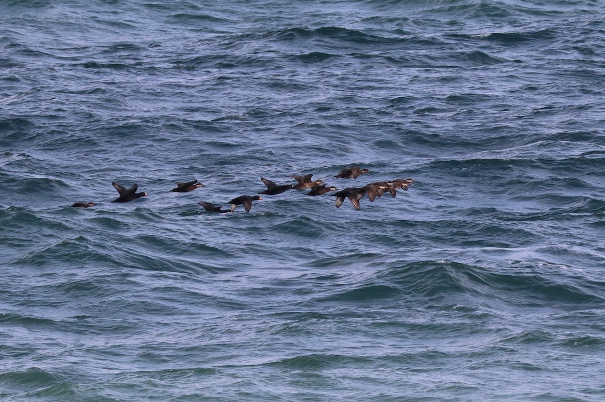 Black Scoter - ML646089007