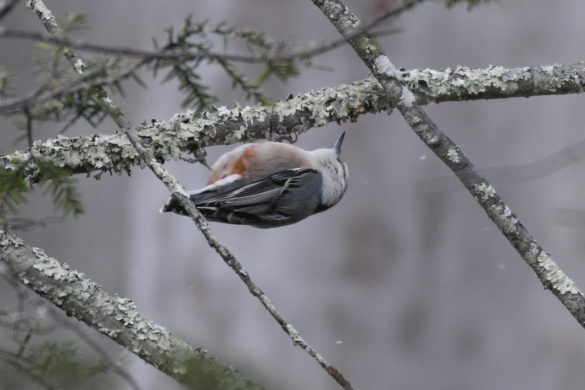 Sittelle à poitrine blanche (carolinensis) - ML646089008