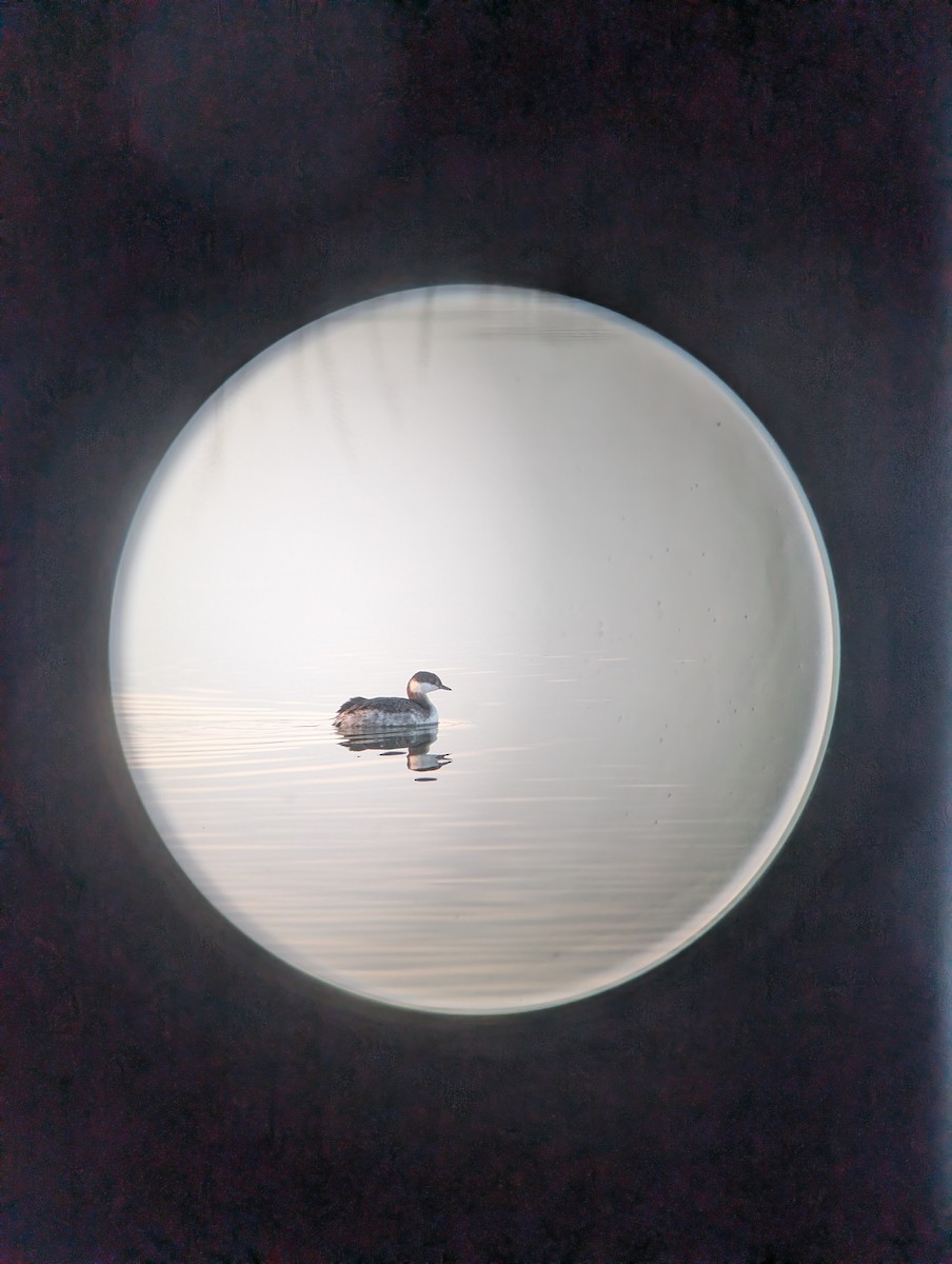 Horned Grebe - ML646089014