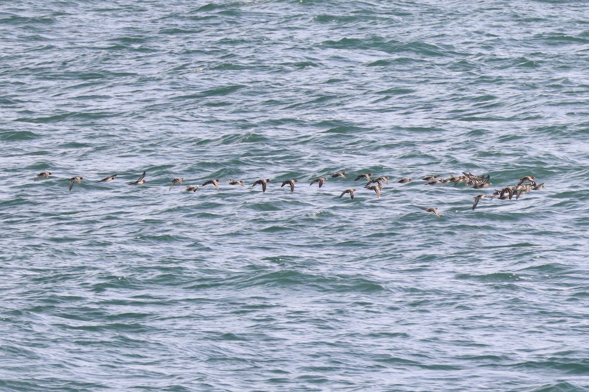 American Wigeon - ML646089015