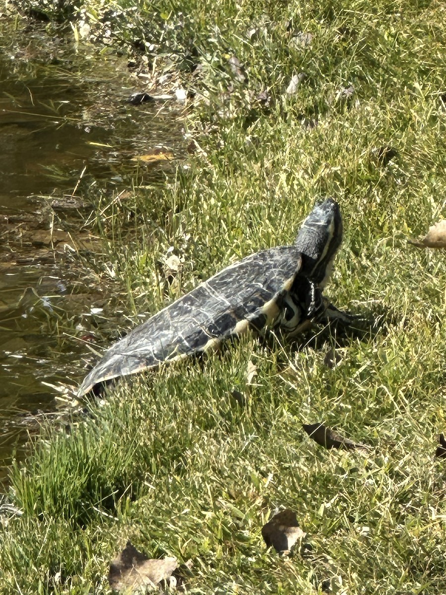 Pond Slider - ML646089017