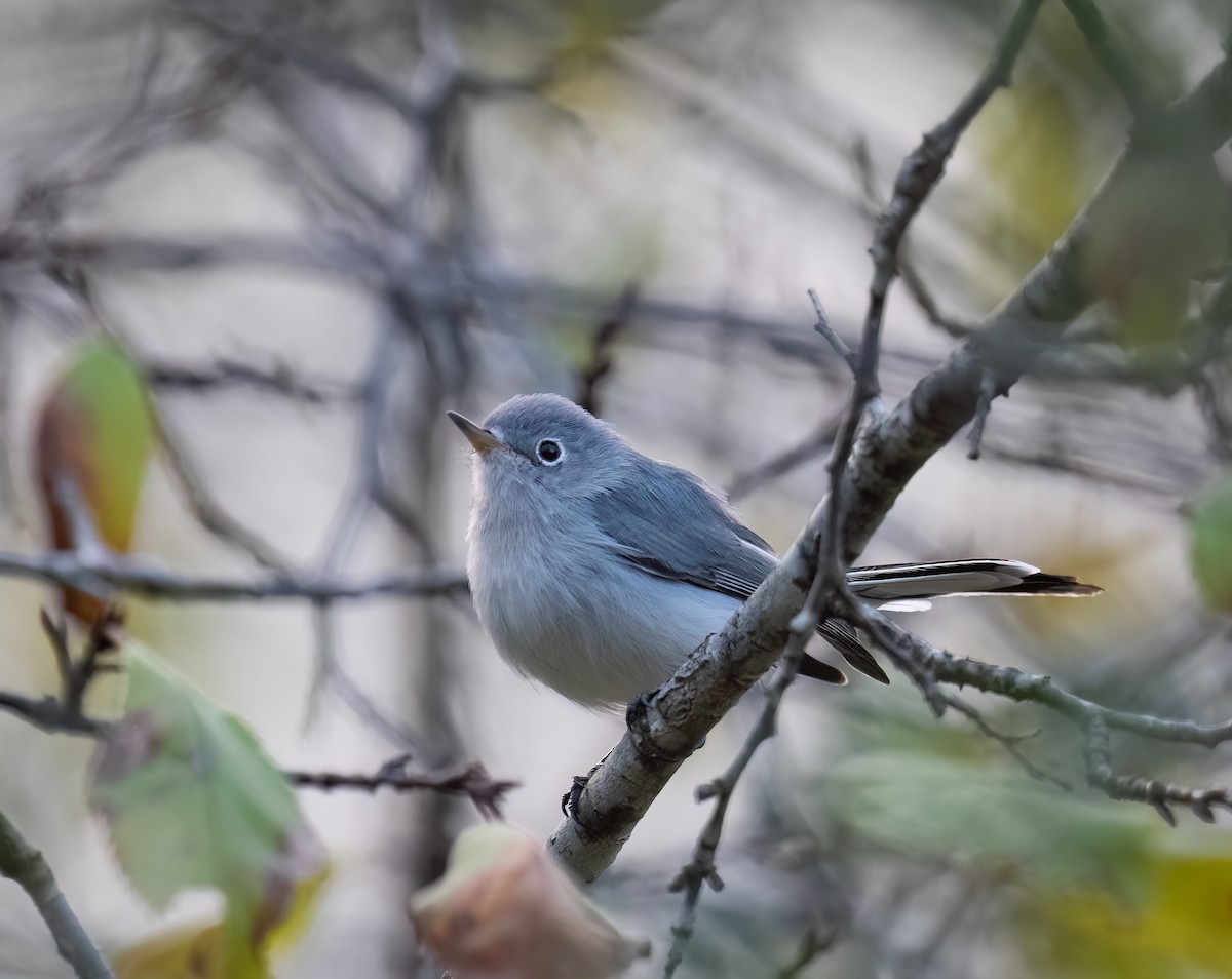 ブユムシクイ - ML646089021