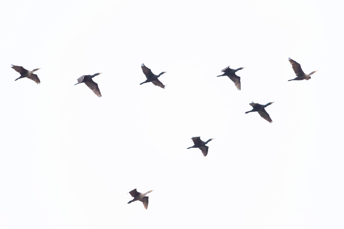 Double-crested Cormorant - ML646089032