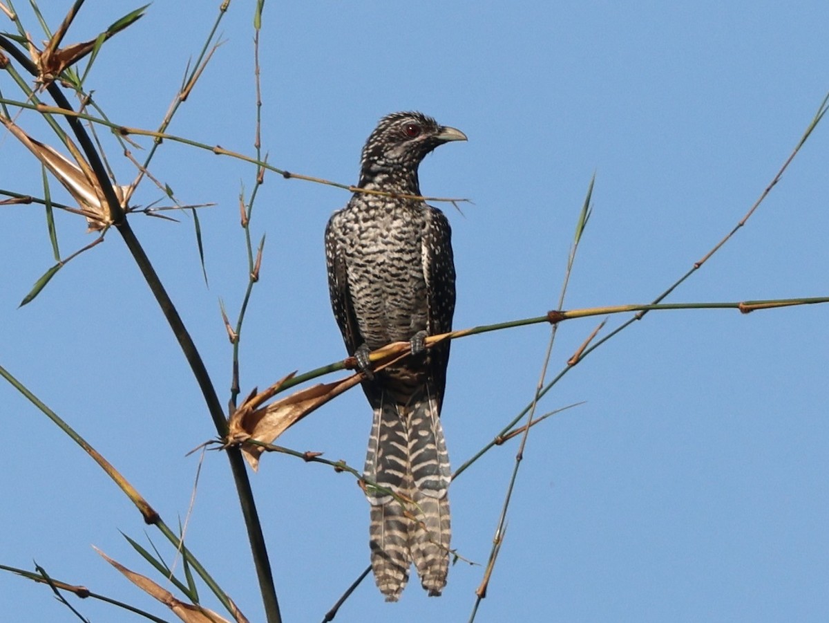 Asian Koel - ML646089033