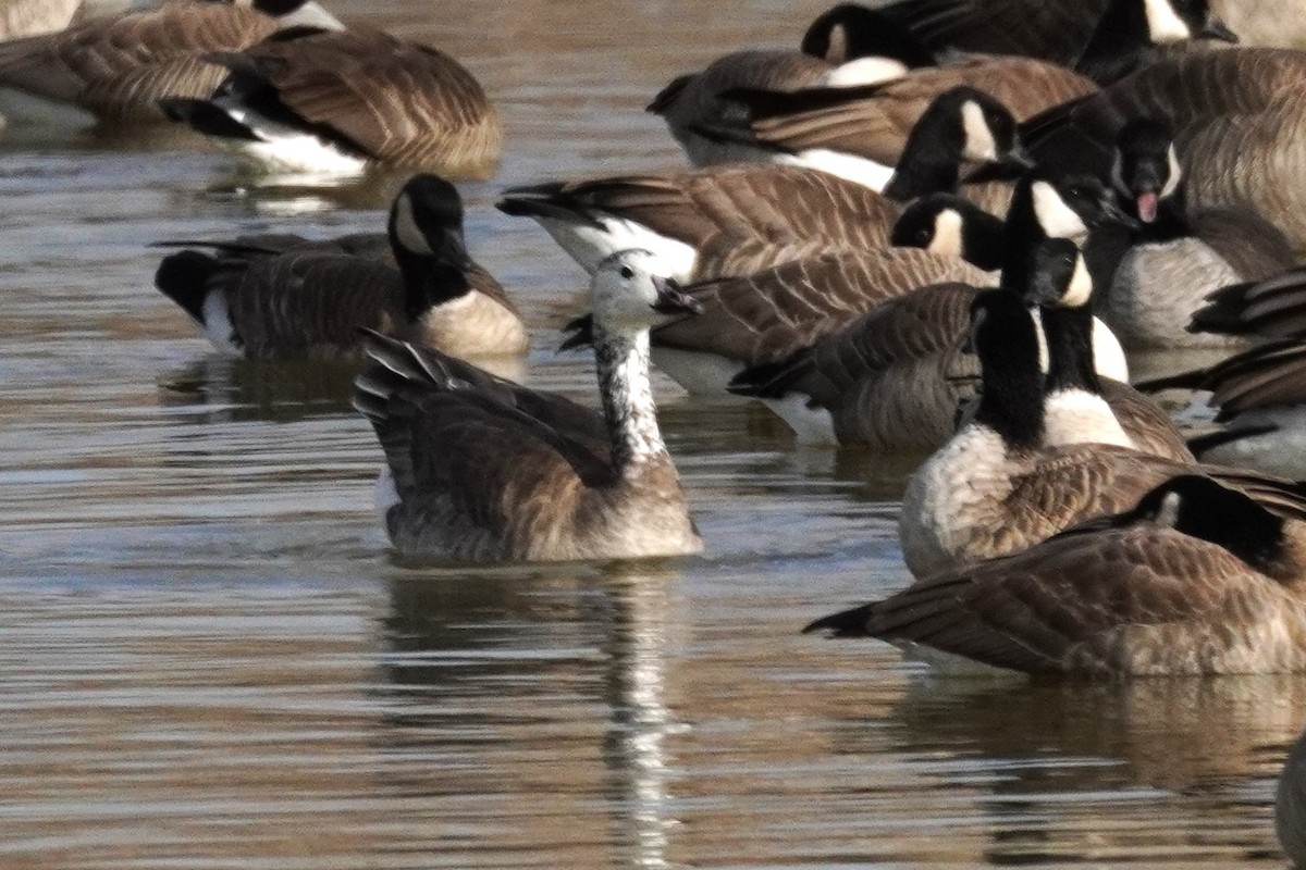 Snow x Cackling Goose (hybrid) - ML646089038