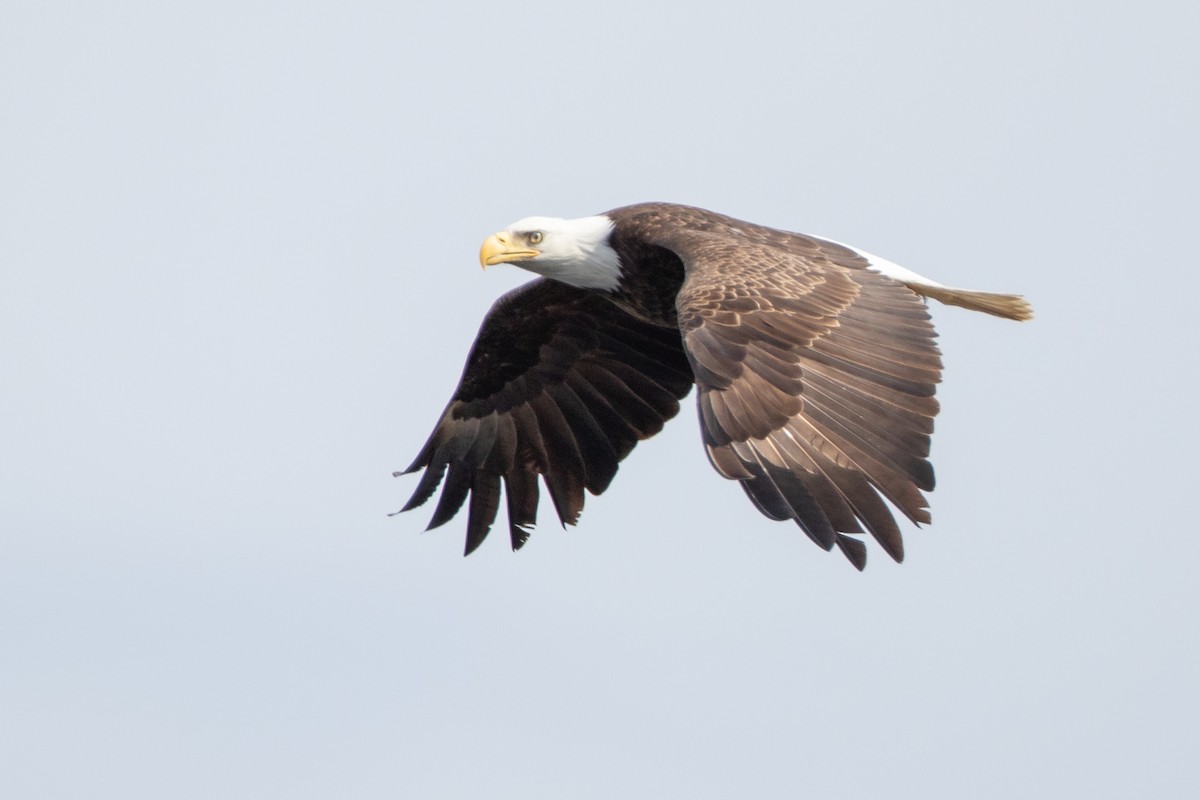 Bald Eagle - ML646089041