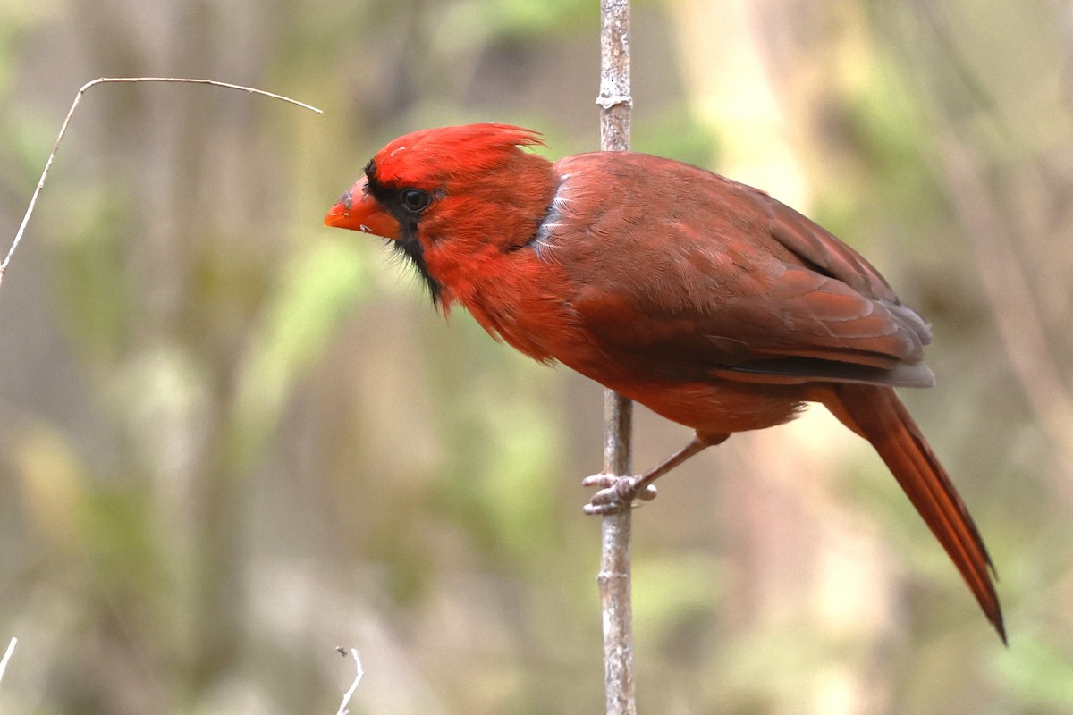 Cardinal rouge - ML646089048