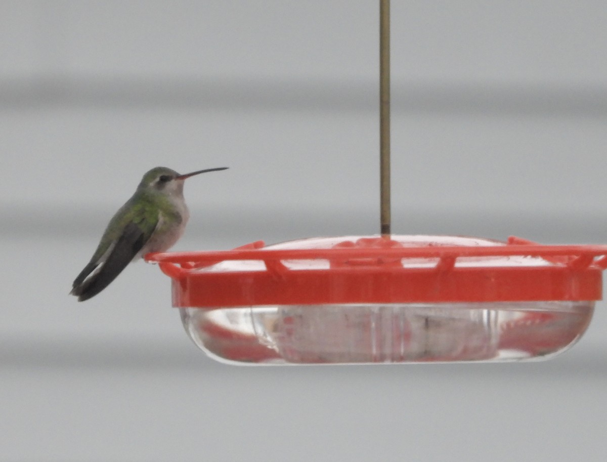 Broad-billed Hummingbird - ML646089049