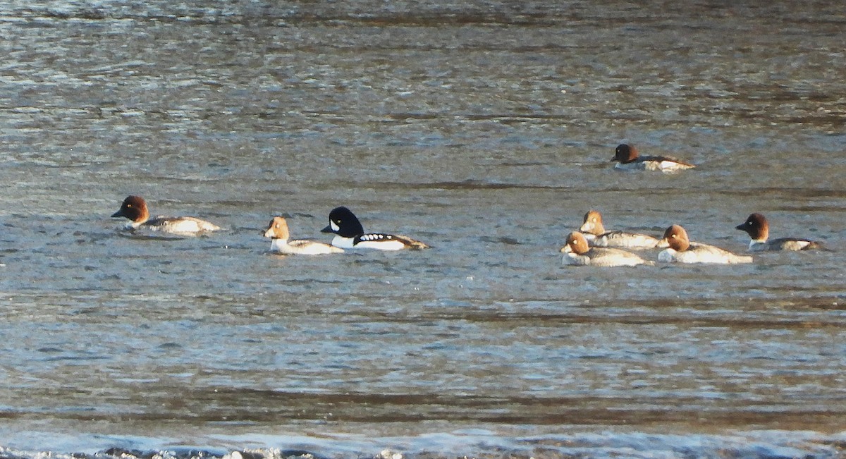Barrow's Goldeneye - ML646089051