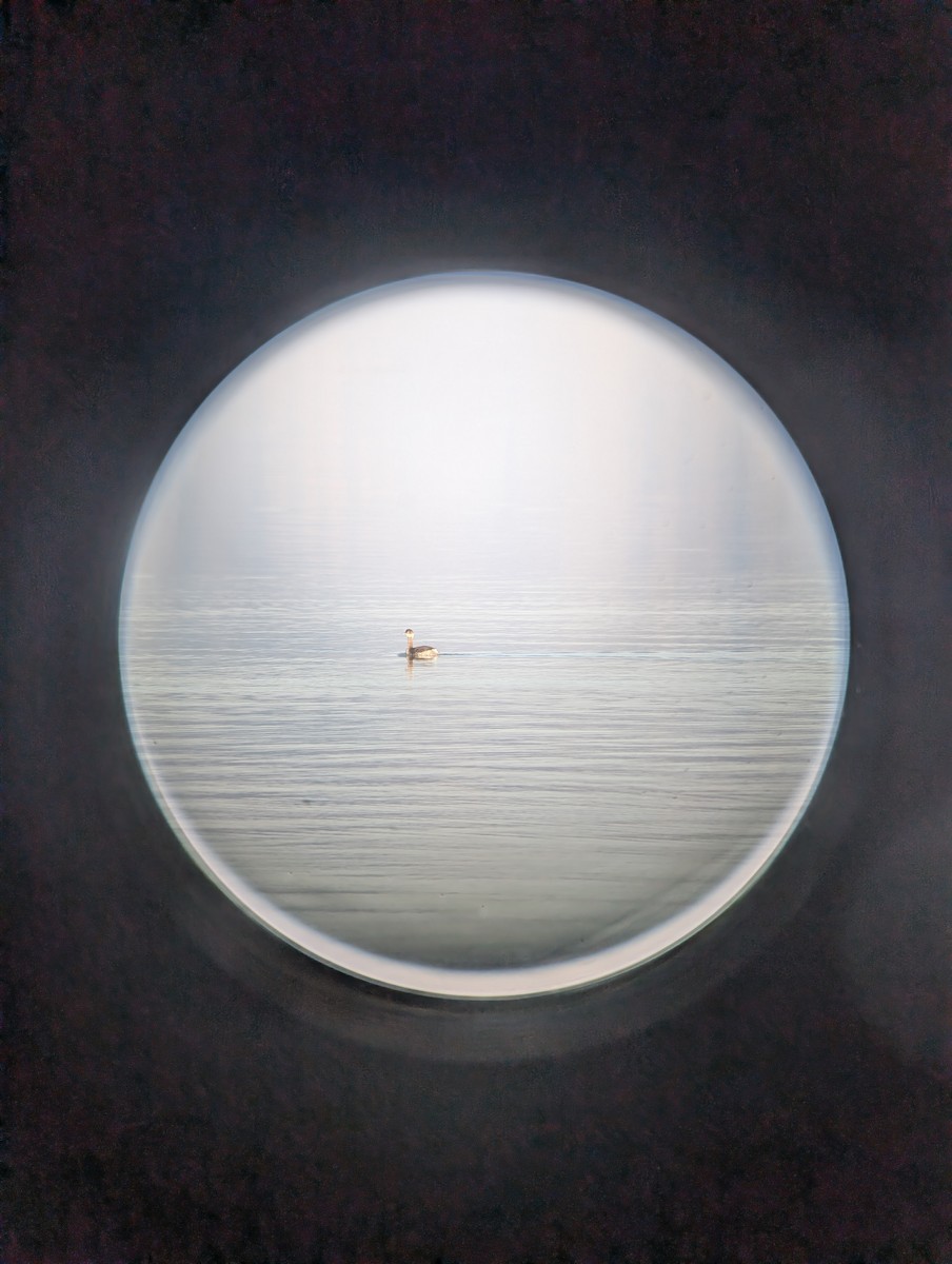 Eared Grebe - ML646089063