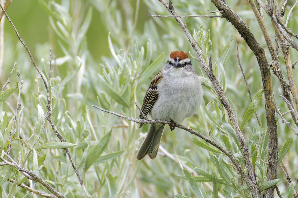 Chipping Sparrow - ML646089069
