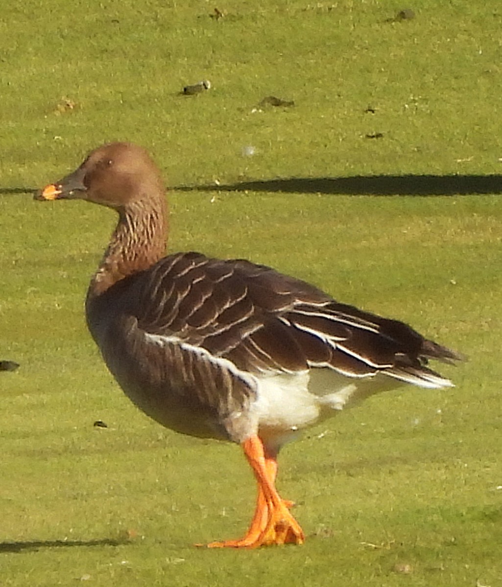 Tundra Bean-Goose - ML646089071