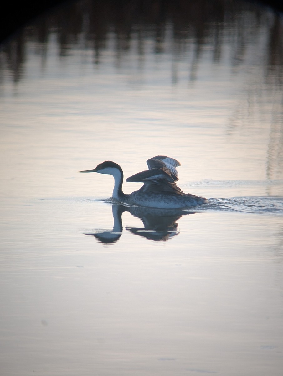 Western Grebe - ML646089076