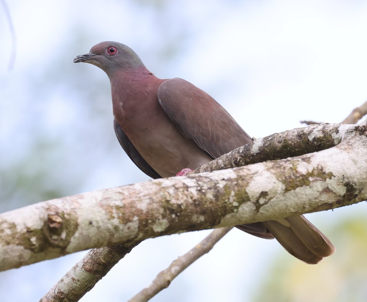 Pale-vented Pigeon - ML646089087