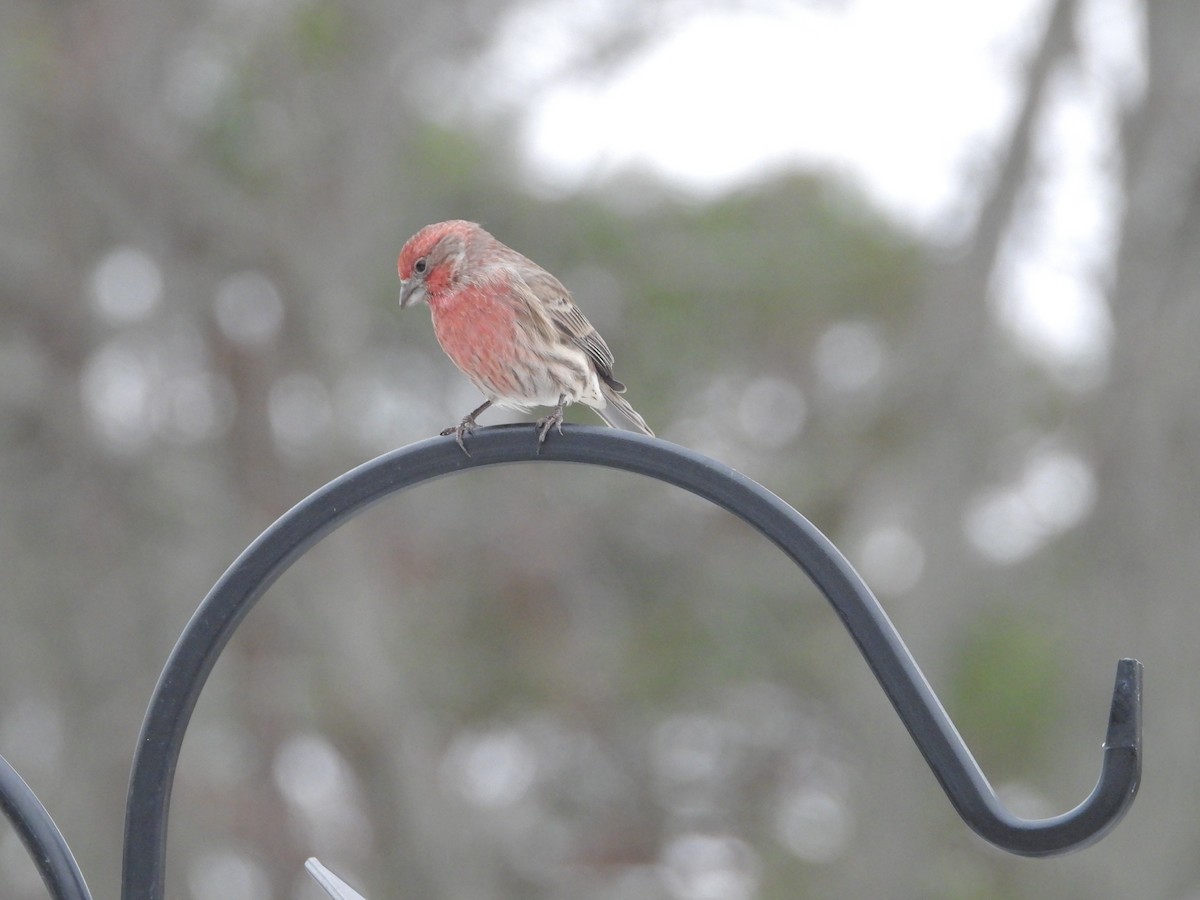 House Finch - ML646089091