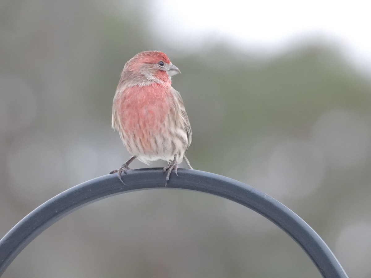 House Finch - ML646089101