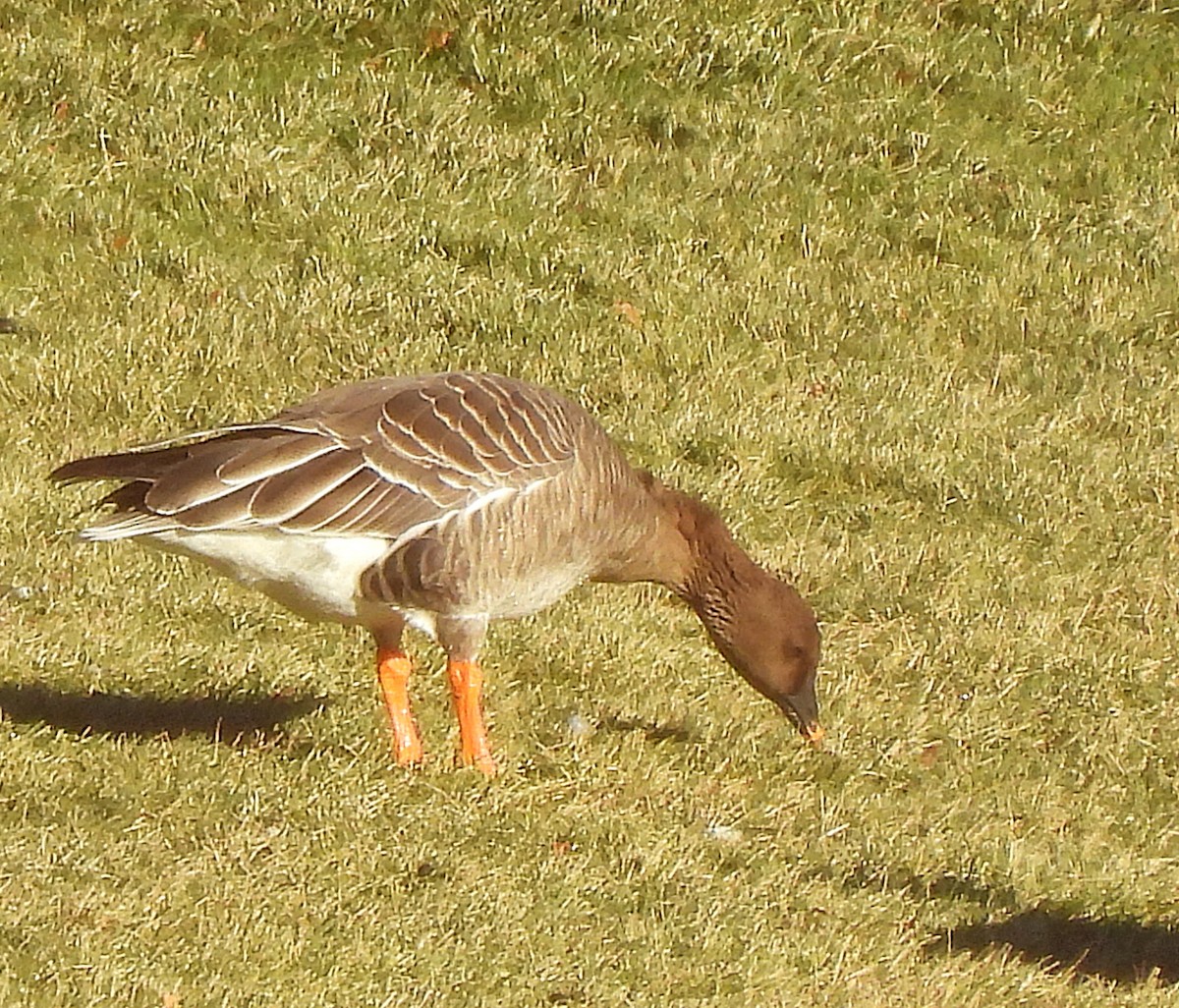 Tundra Bean-Goose - ML646089110
