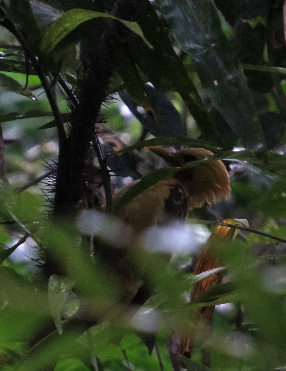 Cream-colored Woodpecker - ML646089111