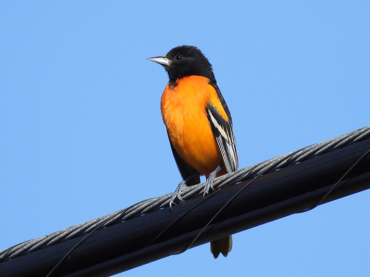 Baltimore Oriole - ML646089112