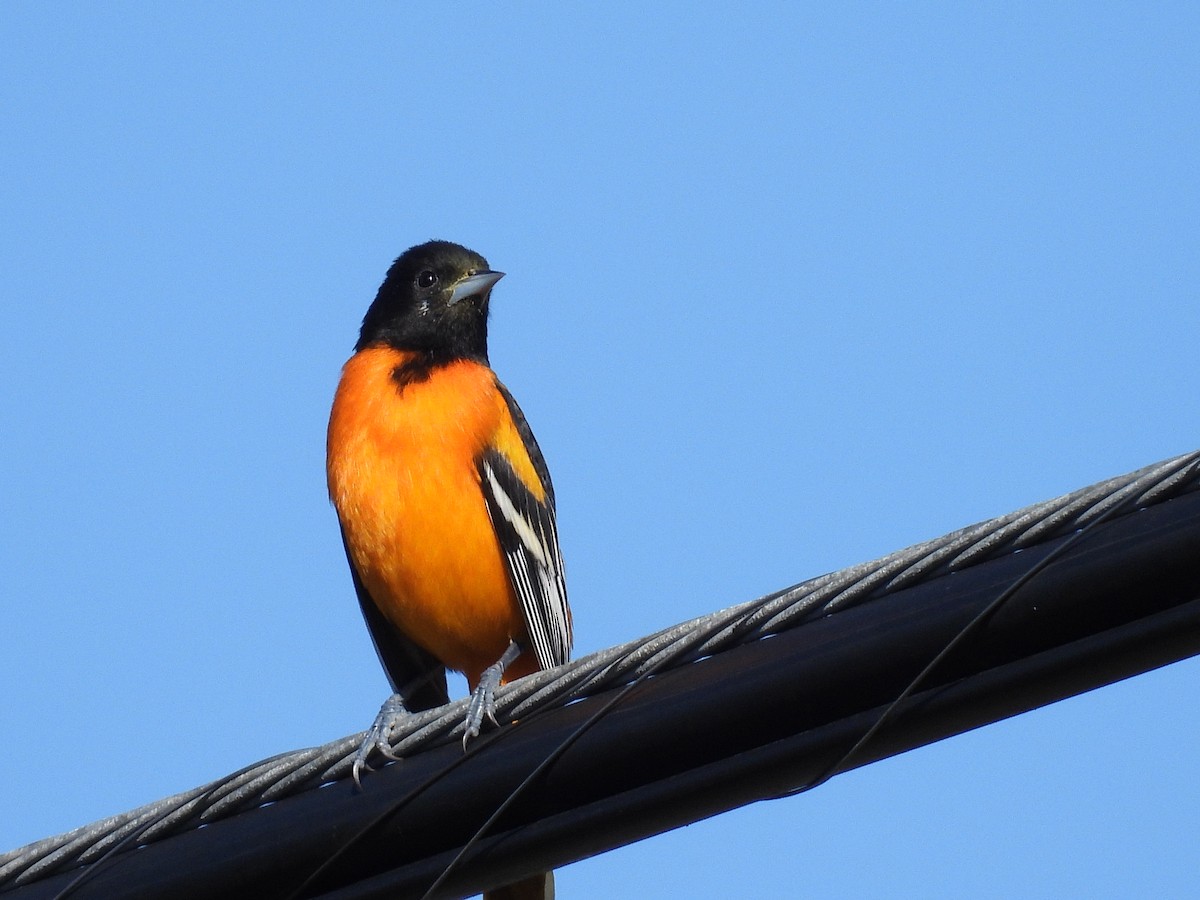 Baltimore Oriole - ML646089113