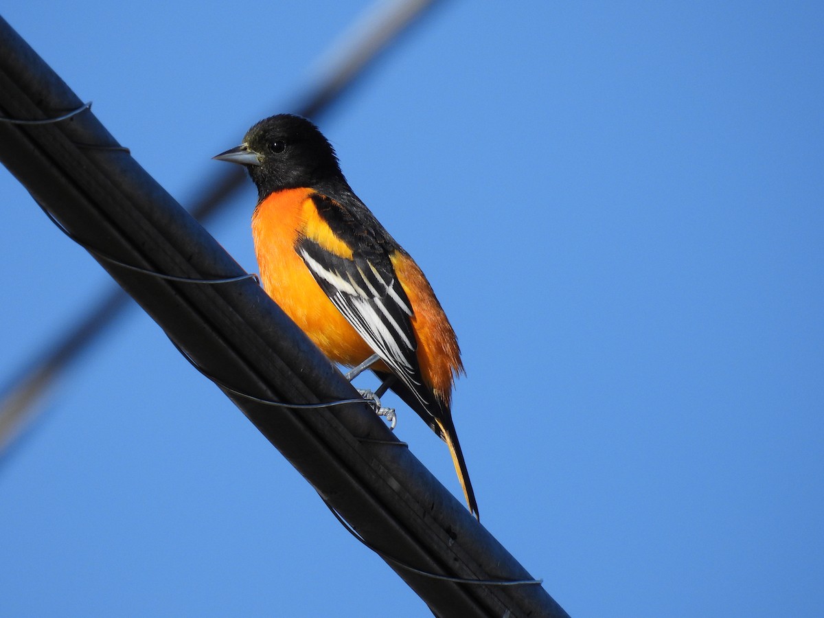 Baltimore Oriole - ML646089114